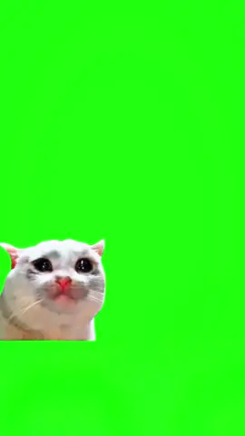 #CapCut New Template #cryingcat #catmeme #meme #greenscreen 