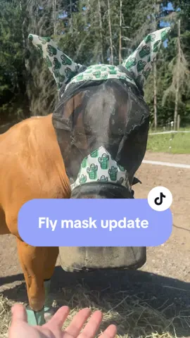 Fly mask and fly boot update! All linked in my showcase! #flymask #flies #flyboots @Harrison Howard 