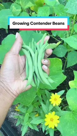 Contender beans for the win!!🙌🏾 Will definitely be growing these again in the Spring. #greenbean #gardeningtipsforbeginners #gardeningbasics #growflo 
