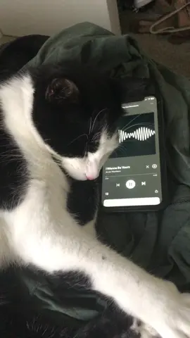 I wanna be yours😏#fypシ #cat #venom #iwannabeyour #spotify 