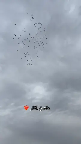 #تور #طيور #عاشق #التار #مدينةالصدر 
