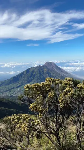Merbabu dengan bunga edelweiss nya ✨ #merbabu #edelweiss #merapi #pendaki #gunung 