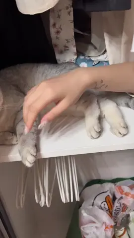 so funny!!!#cats #cute #funnycat #funny #funnyvideos