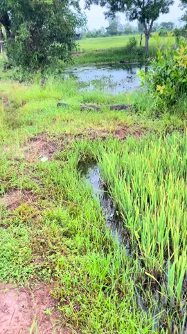 กู้เบ็ดยามเช้าฝนตกรินๆหมานปลาค้อใหญ่อีกแล้ว🍃🐟#ใส่เบ็ดนอนนาความสุขบ้านๆ #เบ็ดคันไม้ไผ่ #วิวบ้านนอก🍃 #ฟีดดดシ 