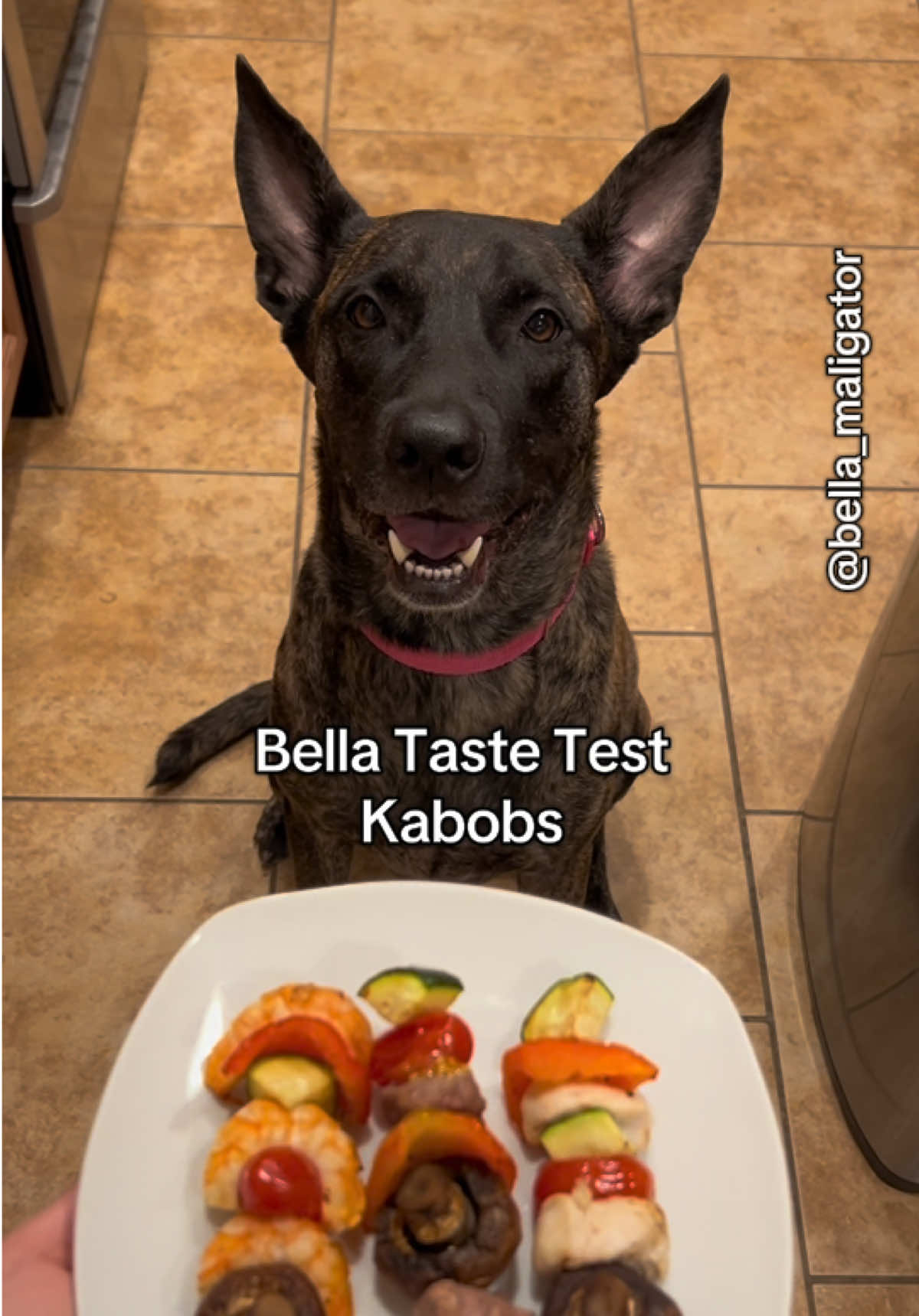 Kabobs #bellatastetest #kabobs #unexpectedturns #belladog #malinoismastiff 
