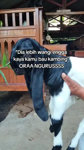 #kambingetawa#kambingkaligesing#peternakindonesia  #fypage#kambingkontes 
