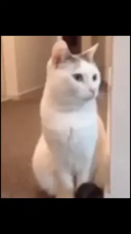 Subscribe for more #foryoupage #fyp #animals #funny #cat 