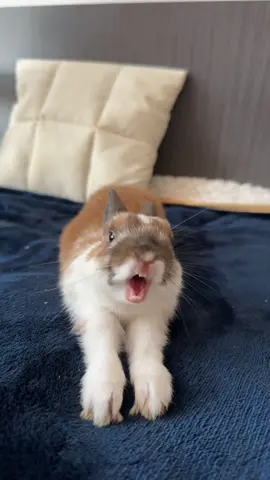 Je craque 🥹 #rabbitsoftiktok #lapinnain #mignon #fyp 