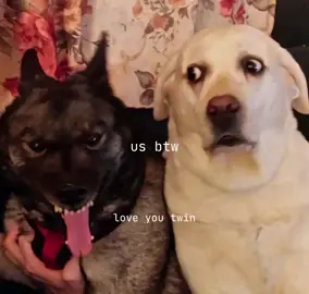 @sophia_the_d1va #us #dogs #fypシ #xybca #pinterest 