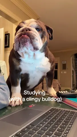 It’s a never ending battle for my attention #bulldog #englishbulldog #dogs #fyp #clingydog 