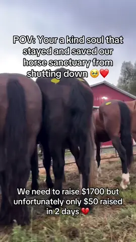 Your a kind soul that stayed and saved our horse sanctuary from shutting down 🥹❤️#fyp #goviral #horse #sanctuary #help #animals #horsegirl #support #donate #viralvideo #viraltiktok #fup #newyork #usa 