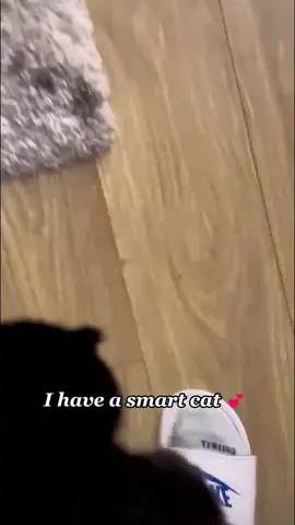 My clever cat 🐈 #Cat #kitty #catlover #fyp #catsoftiktok 