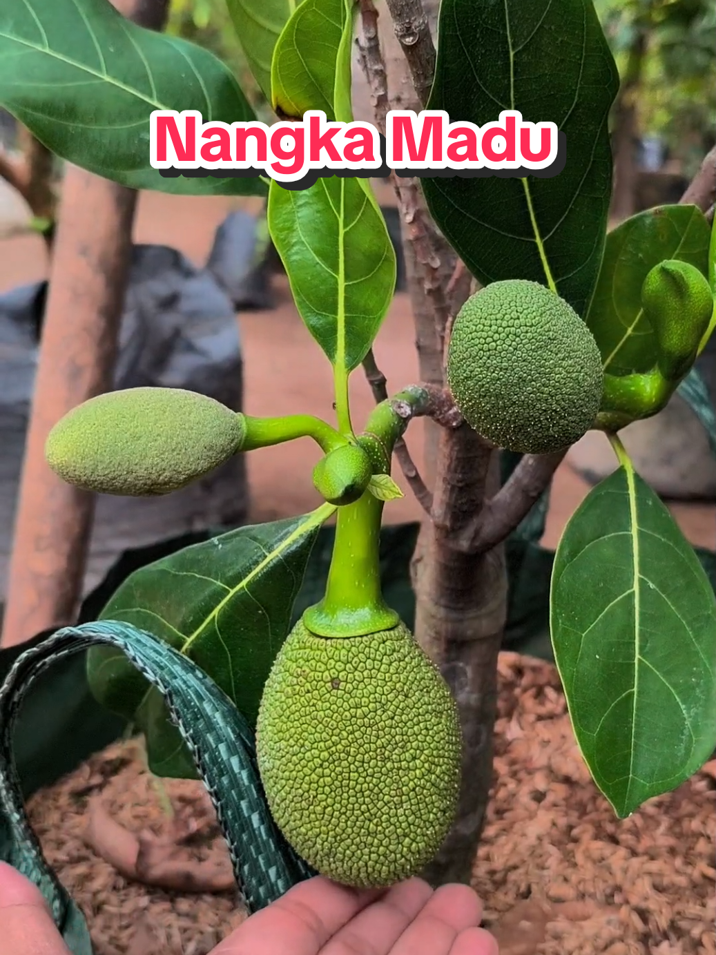 Nangka Madu berbuah WA admin :+62 857-3332-4643 #bibitbuah #fypシ #fyppppppppppppppppppppppp #nangkamadu #foryou 