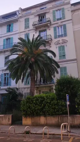 The most beautiful street in Nice just strolling back to the hotel was a dream! This palm tree is luscious #southoffrance #solotravel  #traveltiktok 