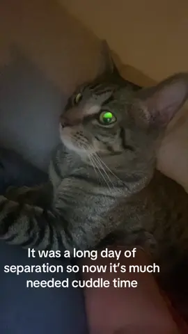 He is just so cute! He’s my boy and is very attached to me. He really does not like my 12 hour days. #catsoftiktok #catmomlife #catmom #cat #boycat 