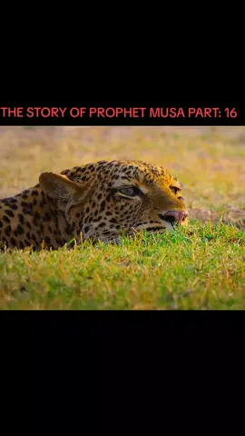 THE STORY OF PROPHET MUSA PART: 16             #foryoupage❤️❤️ #quran_alkarim #islamic_video #surahtaha #islamic_video_الله 