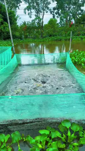 Khi ta cách xa anh nhớ hoài lời em nói xin thương nhớ nhau cho đến bạc hai mái đầu…..❤️❤️@Hữu hậu Trần 1986💕 #lychieubinh❤️❤️huuhautran #nuoica #cadieuhong #catre #trồngcaynuoica 