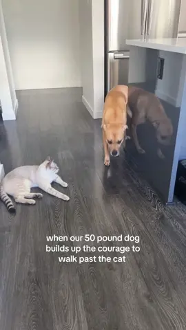 He’s terrified of cats!🤣 #cat #funny #fpy #dog #funnyvideos 