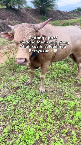 #sapi#sapibali 