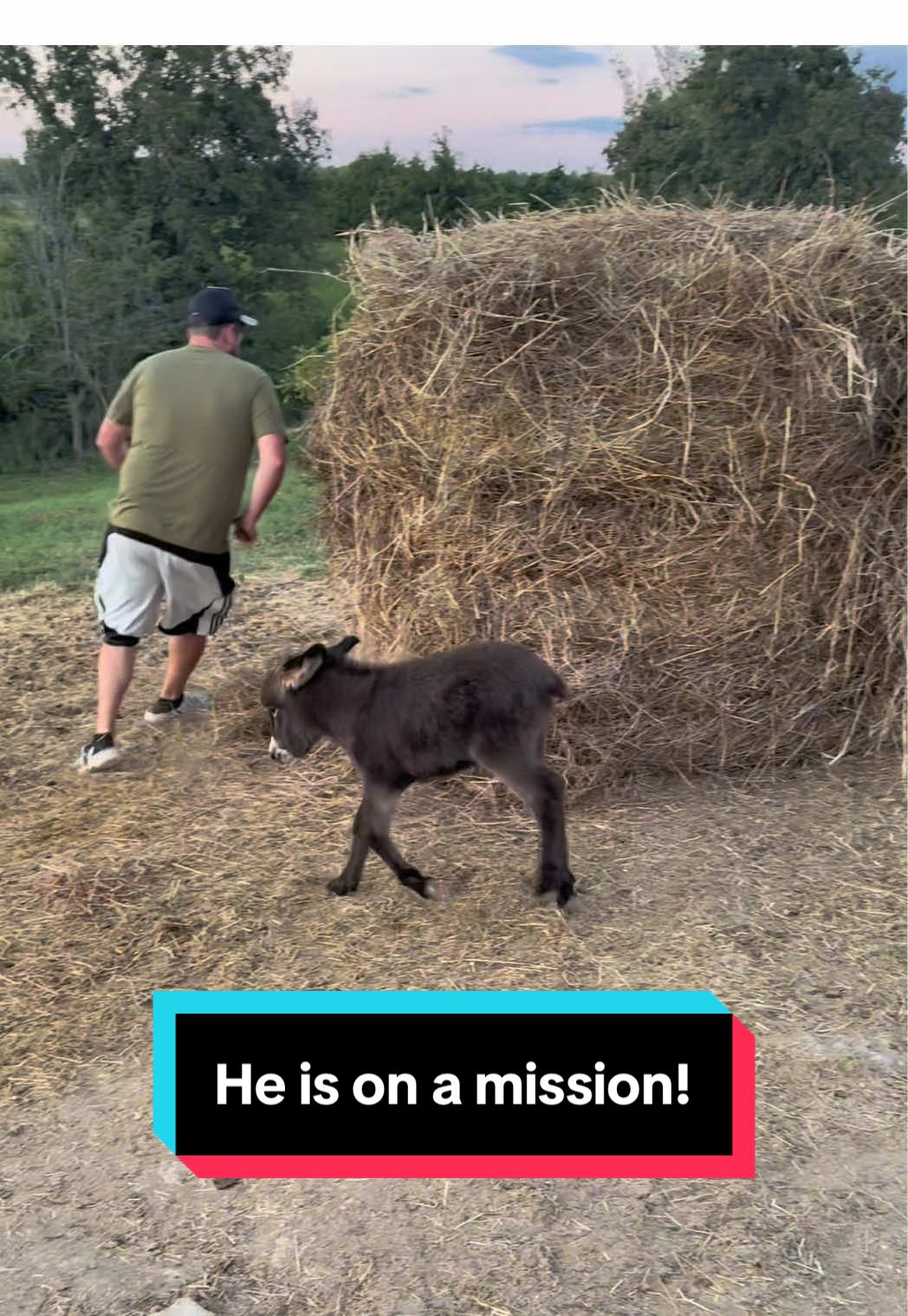 Duke is on a mission to get Josh! #minidonkey #donkey #funnyanimals #animals #babyanimal 