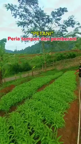 #petaniindonesia🇮🇩🇮🇩🇮🇩🌿🌿  #petanimudasukses💪 #fypシ 