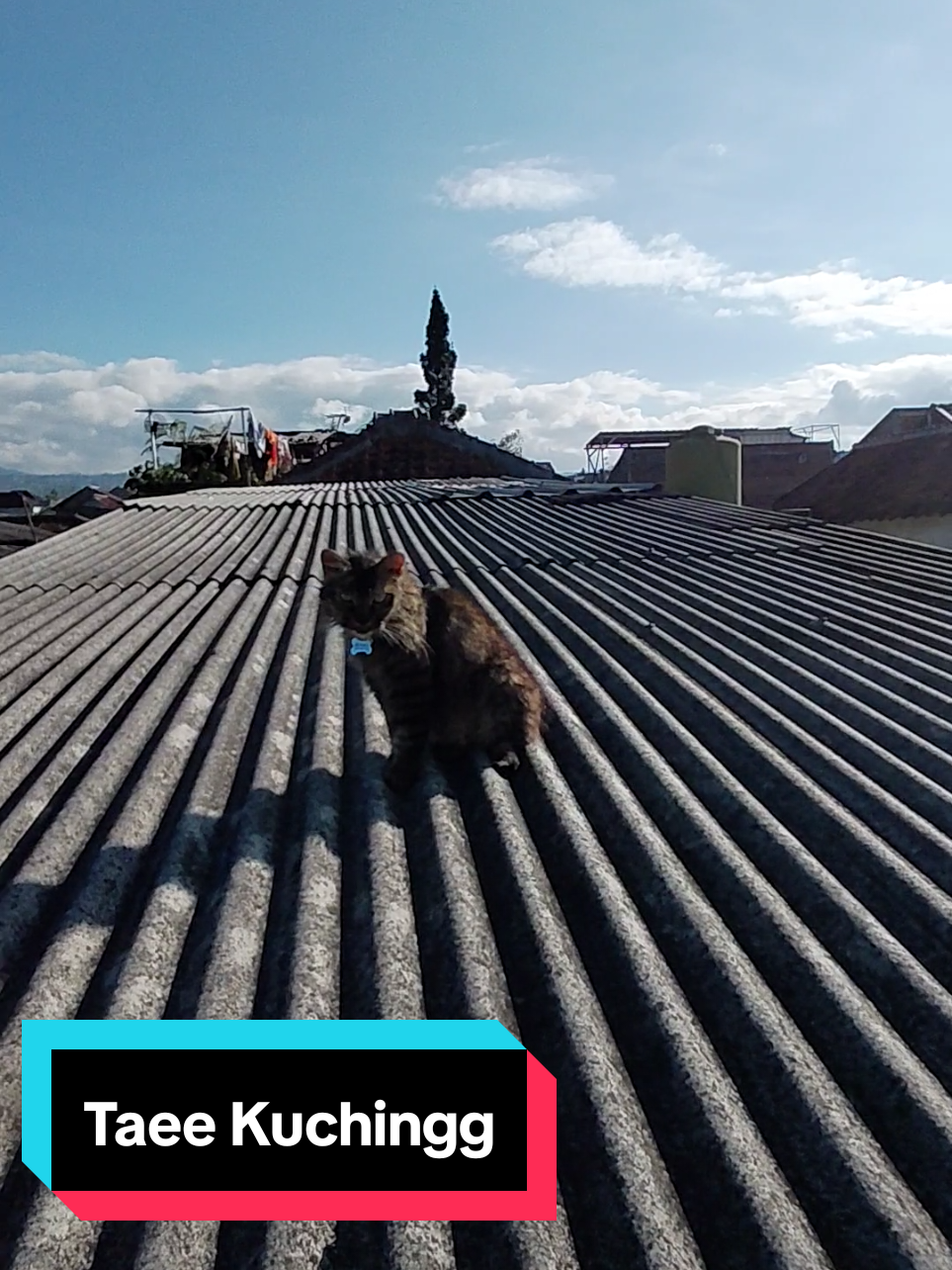 Majikan siapa ini yaa? Berjemur boleh, tp jangan mod*l disitu kaya temenmu yaa, sumpah bau banget kemaren banyak tae kucing.. Itu bukan toilet umum.. #Anabul #Kucing #Catlovers 