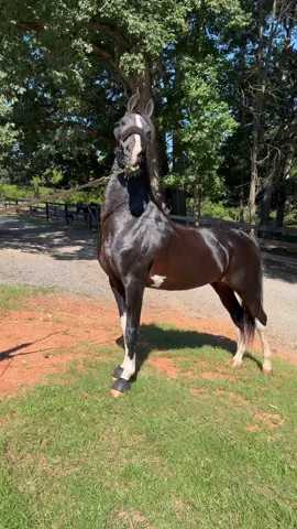 Hubert being Hubert. Gorgeous. #NationalChampion #Champion #Horse #Horses #DutchHarnessHorse        .