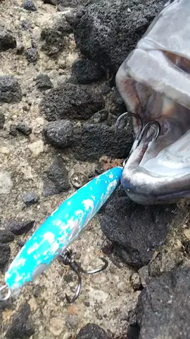 Umpan kecil gak sebanding sama hasilnya 😊😁 #rockfishing  #mancinghappy  #fypage  #mancingliar  #pengikut