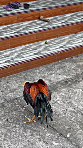 Haikkk #fyp #ayambangkoksuper #ayambangkok #fypシ #jagonyajago 