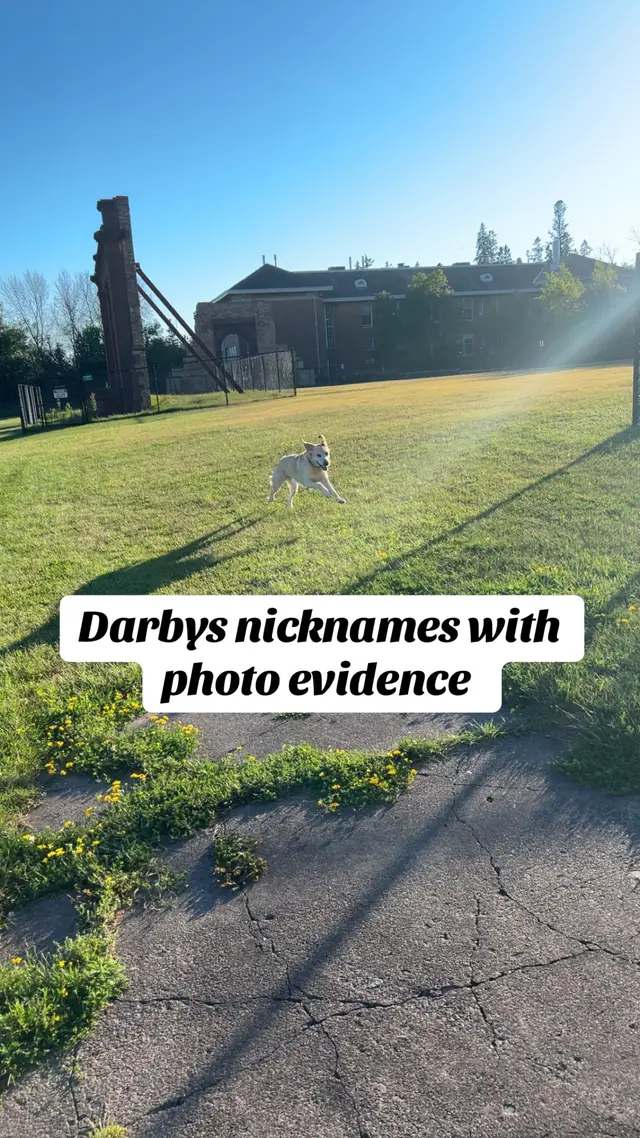 Kidney bean is also one but I couldn’t find a good picture of her kidney bean moments #darbydoo #alertdogdarby 