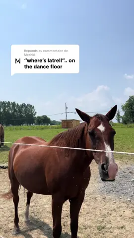 Réponse à @Meshki guess where? #HorseLife #horsesoftiktok #horse #trendingvideo #EquestrianVibes 
