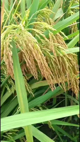 Parine konco bolo...#fypシ゚ #fypage #semuaorang #petanimuda #petaniindonesia🇮🇩🇮🇩🇮🇩🌿🌿 @kangbayu.aqgreen 