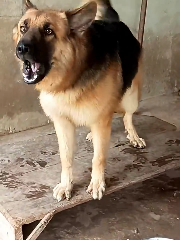 dog barking sound voice video #doglover #dog @TikTok 