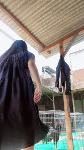 Wayahe ngentas pitek ws panas 🥵 #fyppppppppppppppppppppppppppppppppppppシ #botohayam #ayambangkoksuper 