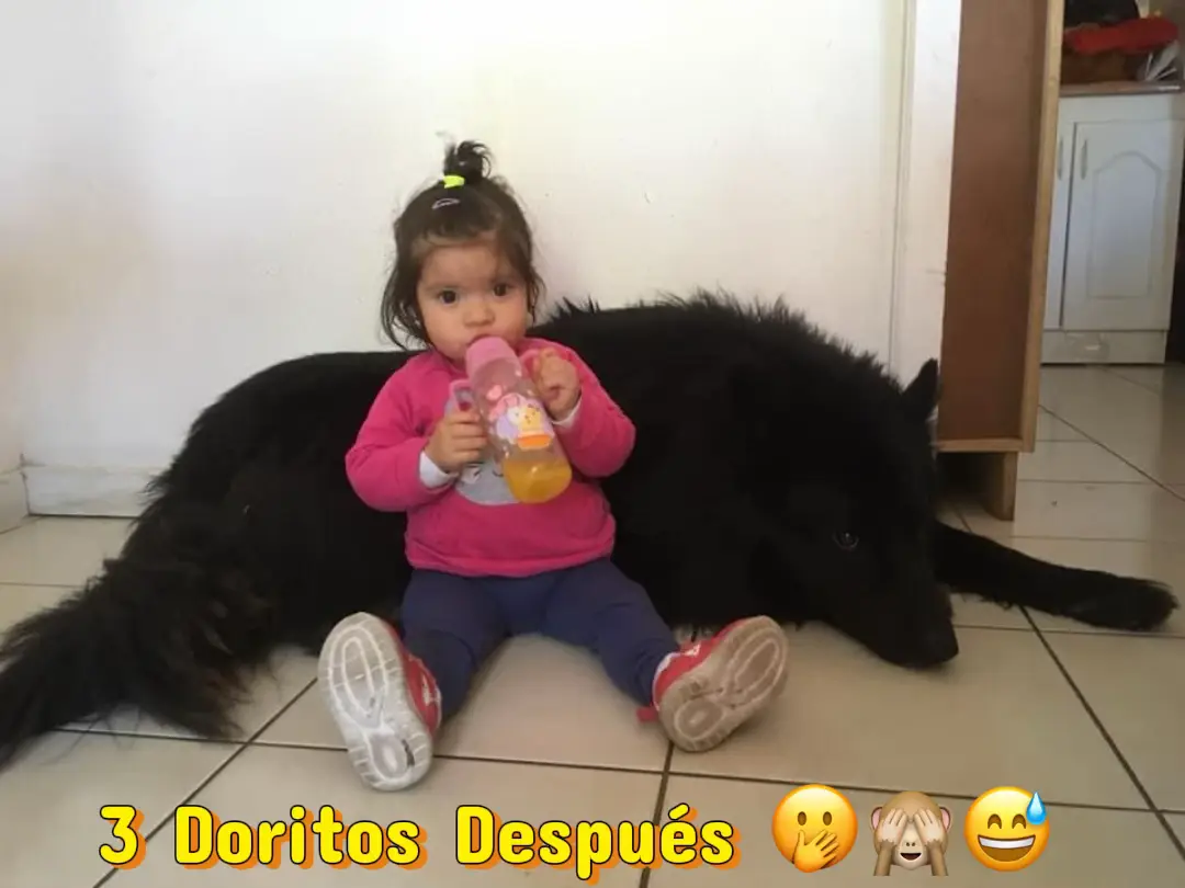 Drako y Antonella #pastorbelga #groenendael #foryour #pyp 