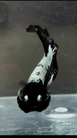 Pocong Gosong👻 The Best ikan cupang terunik & terseram👻👻👻 #lespektailseries  #ikan  #ikancupang #bettafish #cupanghias   