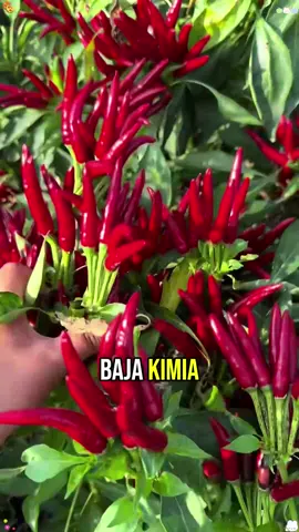 #baja #sayur #bunga #tumbuhan #fyp 