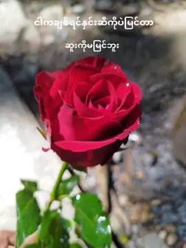 crd စာသား#likeproblem #roses #fypシ #fyppppppppppppppppppppppp #foryou 