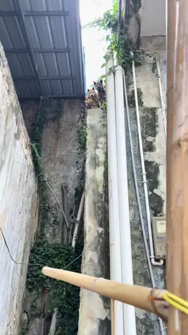 #funny #dogs #pet #animals #meme 