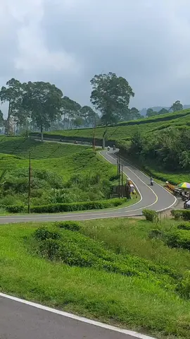 Jalan paling syahdu di ciwidey enak buat nongkrong🍃🍃 #bandung #ciwidey #foryoupage #fyp 