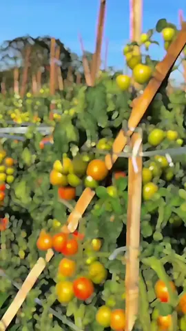 Rahasia tomat berbuah lebat, tomat mulus anti rontok daun#petanitomat #pupuktomat #tomat #boostertomat #tomatberbuahlebat