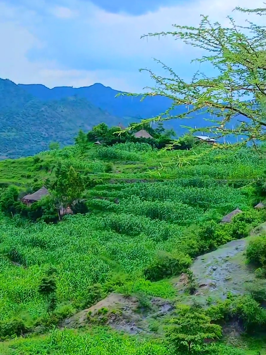 ውብ ሃገር ወሎ 🌽🌾  #foryou #ethiopia #fyp 