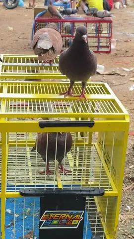 Pasukan bertempur, Lapkol garuda#mepatilovers🕊️ #merpatikolongbebas #fyppppppppppppppppppppppp #merpatilossdor #merpatiku 