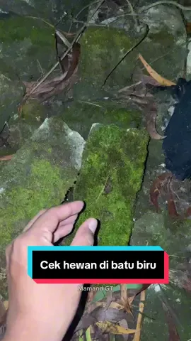 Cek hewan di batu #amazing #omg #animals #trending #mamandgt #viralvideo 