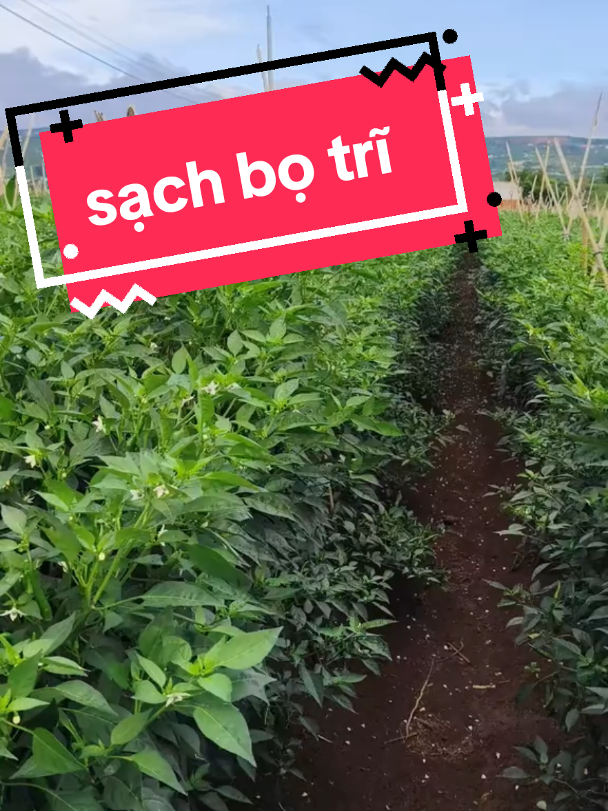 hãy giữ sạch côn trùng trích hút và bọ trĩ trên khu vườn ớt nhé mọi người 