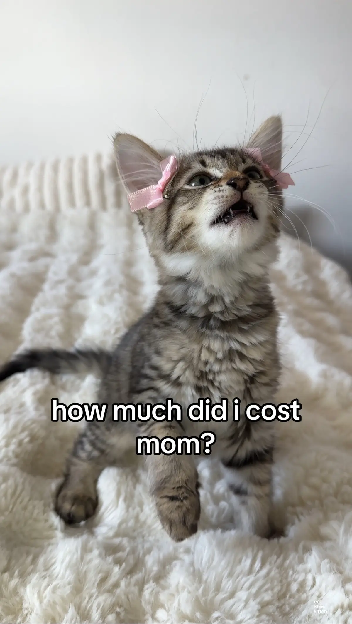 not a thought in his tiny little kitty brain (he really is inbred btw..) #kitty #kitten #kittens #funnycat #cattoks 