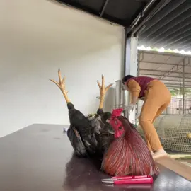 Để sư phụ làm cho