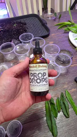 Prop drops!#plantsoftiktok #plantfam #plantdad propagating 