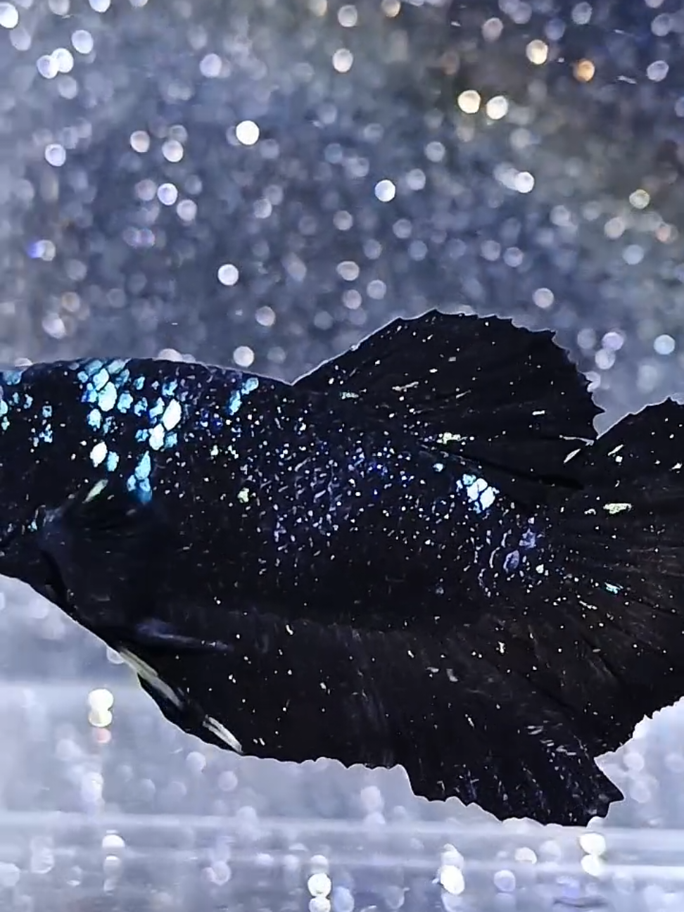 Kalimaya Stardust🔥🔥🔥 Price 📩📩📩 #bettaindonesia #ikancupanghias #bettafish #fypage #bettachina🇨🇳 