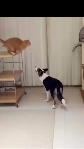 gak kebayang sakitnya☠️ #kucing #kenagigit #biji #lewatberanda #fyppppp 